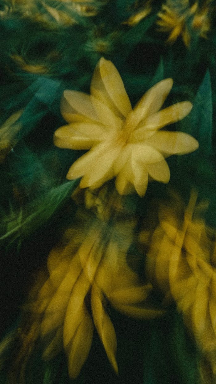 Blurred Photograph of a Yellow Flower